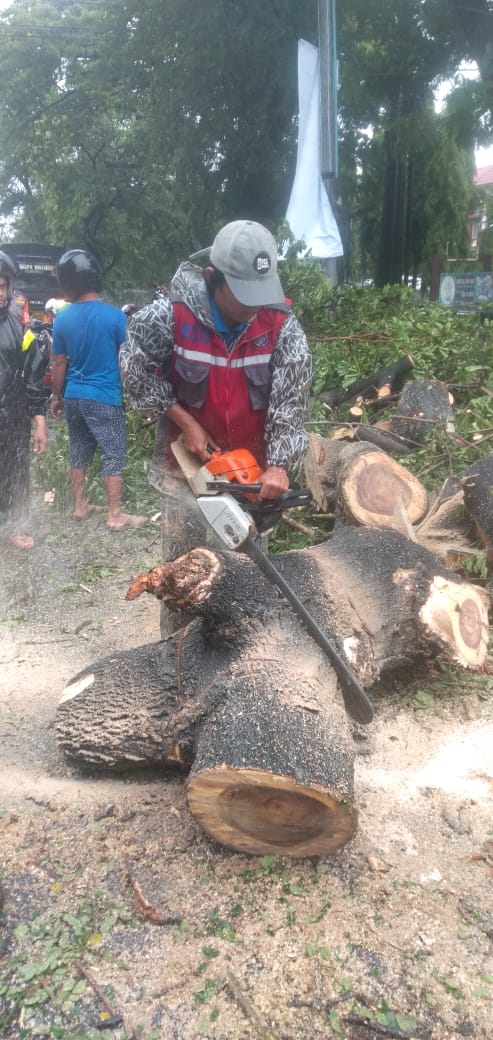 Waspada! Pohon Tumbang Intai Makassar