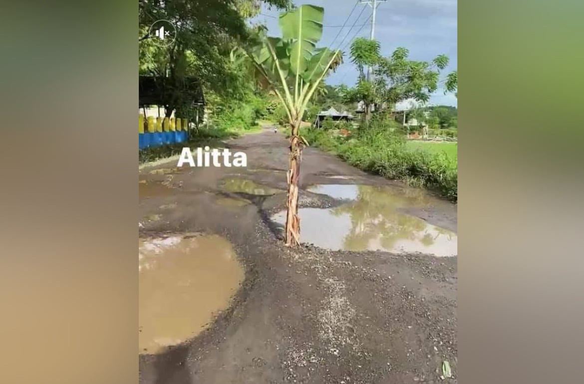 Protes Jalan Rusak, Warga Alitta Tanam Pisang di Jalan
