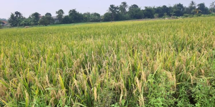 Kelola Sawah 43 Ha, Bagi Hasil Dinas Pertanian Pinrang Dinilai Tak Transparan