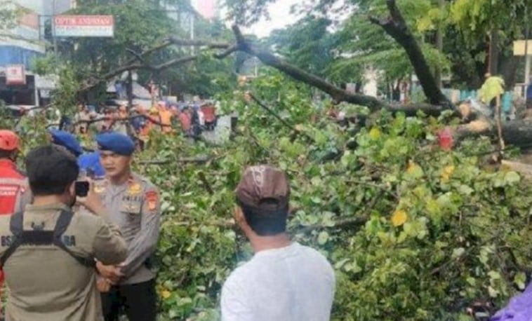 Antisipasi Pohon Tumbang, Anggota DPRD Makassar: DLH Sebaiknya Pangkas Pohon Tua