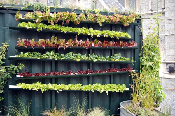 Berkebun di Rumah yang Sempit: Manfaat dan Tipsnya