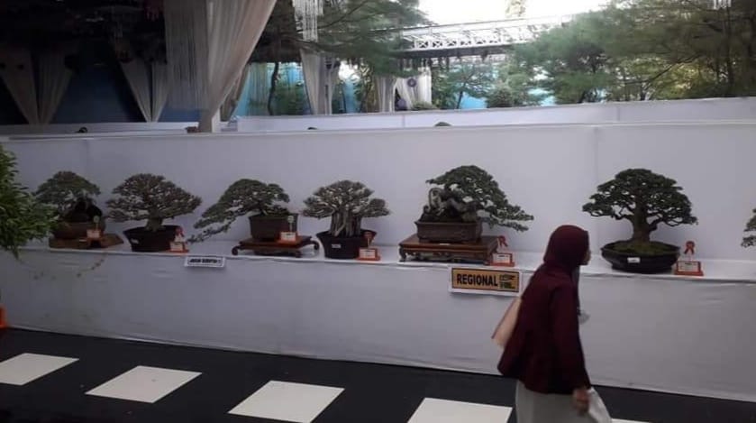 Ratusan Bonsai Bakal Meriahkan Pameran Bonsai di Barru